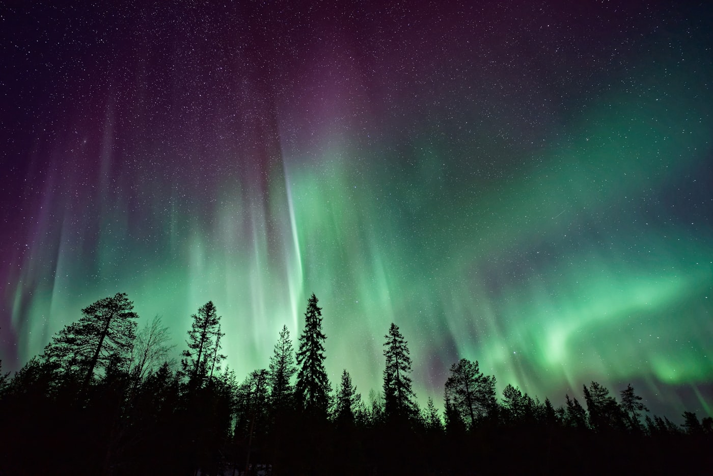 Northern lights in green and violet above a silhouetted treeline